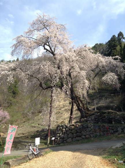 高山村赤和観音の桜