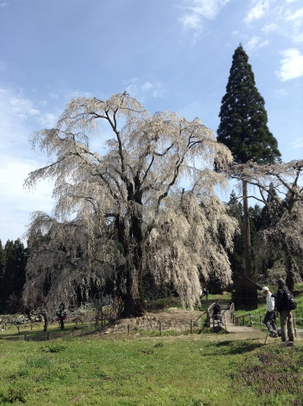 高山村水中の枝垂れ桜