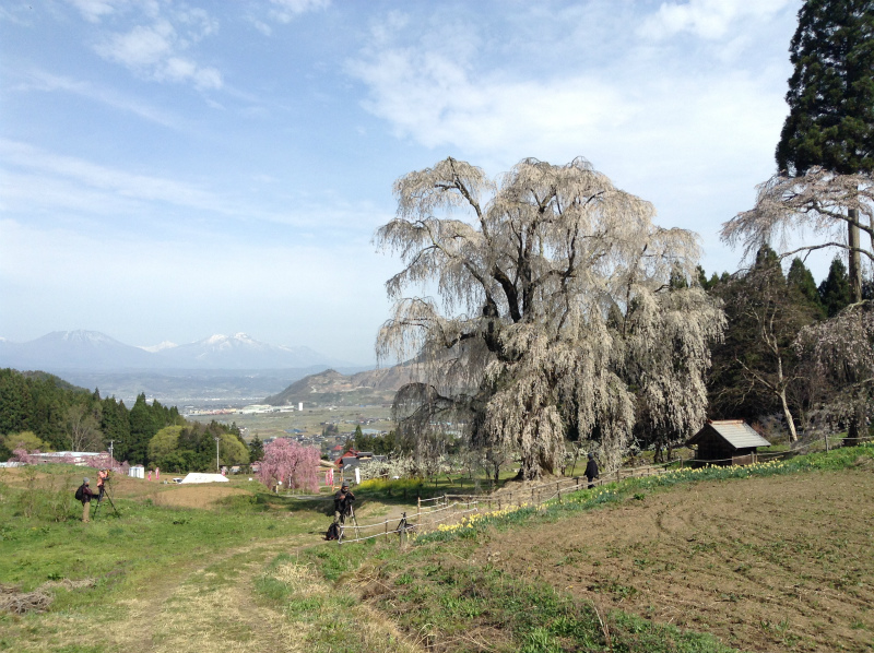 高山村水中の枝垂れ桜