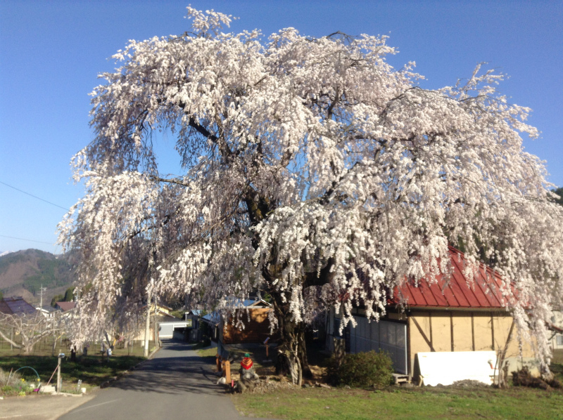 高山村中塩の桜