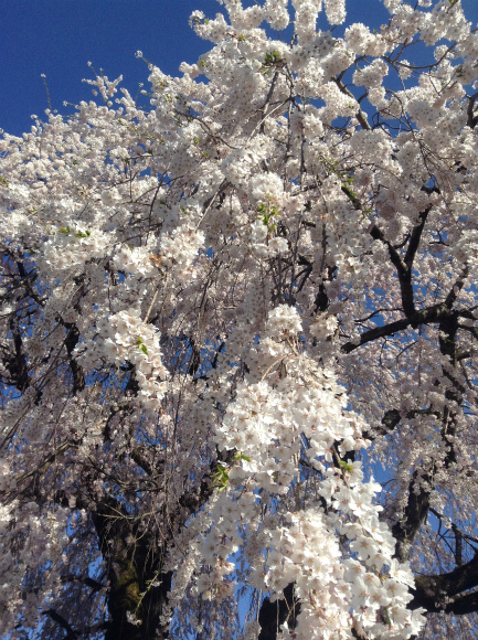 高山村中塩の桜