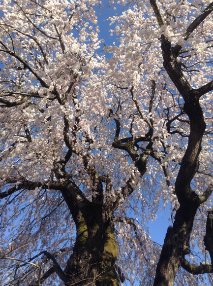 高山村中塩の桜