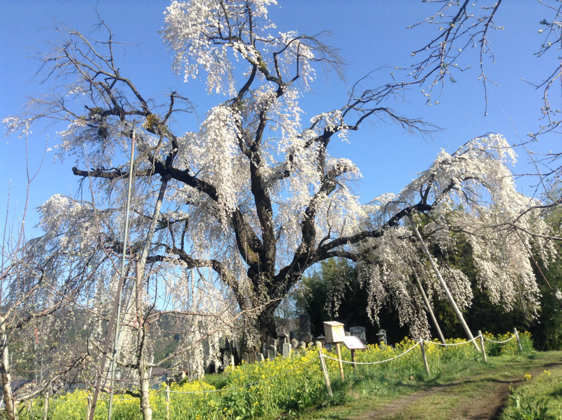 高山村坪井の枝垂れ桜