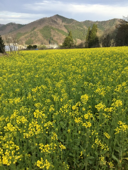 高山村坪井の枝垂れ桜横の菜の花