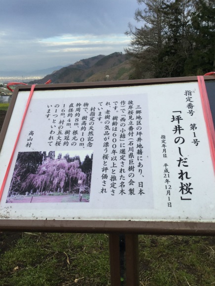 高山村坪井の枝垂れ桜看板