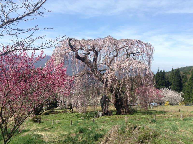 須坂弁天さんの枝垂れ桜