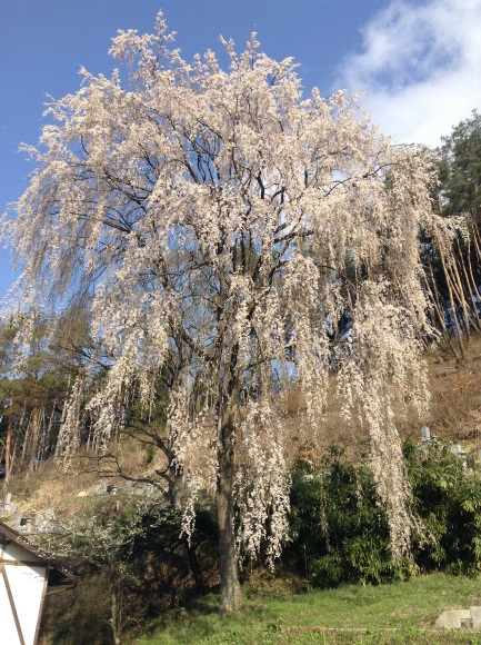 須坂市豊丘洞入観音の桜