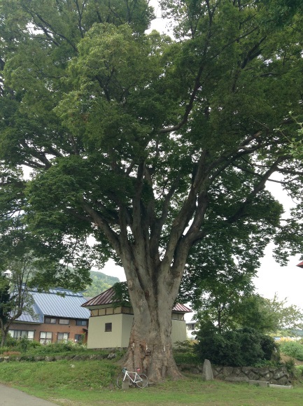 飯山巨木を巡るサイクリング　加保戸神社