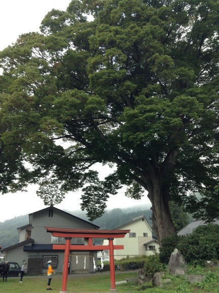 飯山巨木を巡るサイクリング　加保戸神社