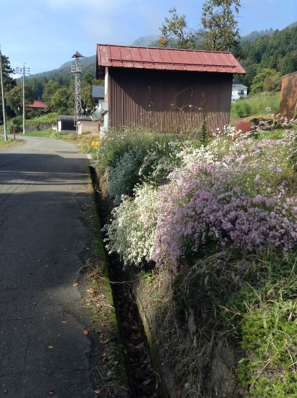 飯山巨木を巡るサイクリング　