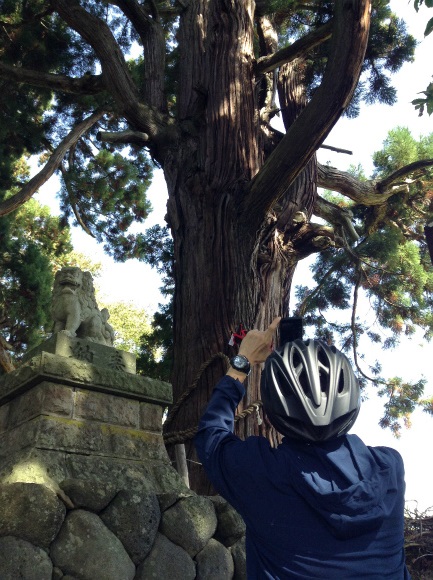 飯山巨木を巡るサイクリング　山田神社