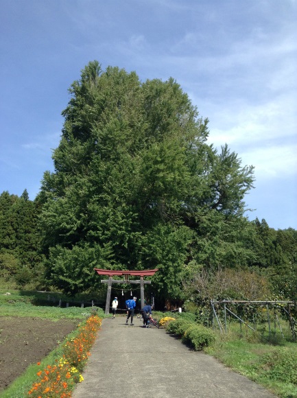 神戸の大イチョウ