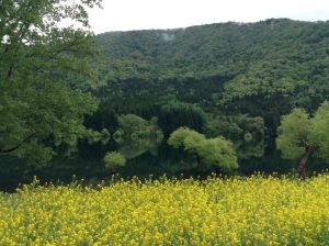 北竜湖と菜の花