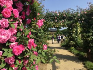 六月は中野市一本木公園バラサイクリング