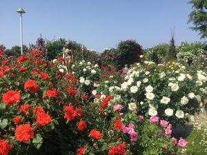 中野一本木公園バラサイクリング　公園入口