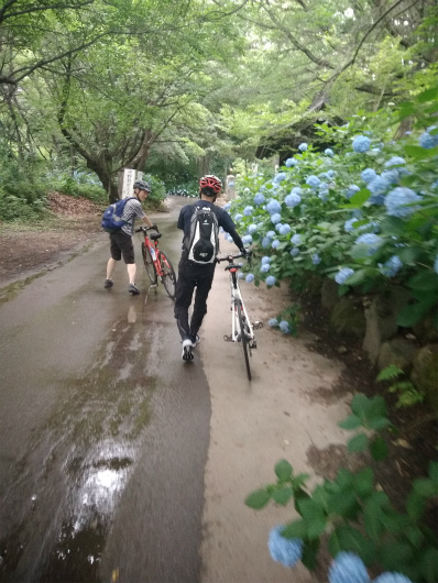 谷厳寺あじさいサイクリング