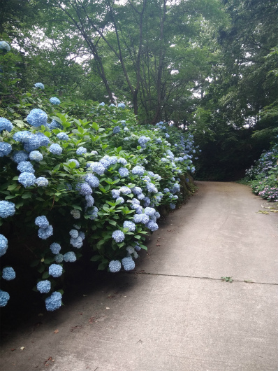 谷厳寺のアジサイ