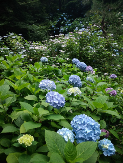 谷厳寺のアジサイ