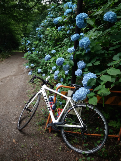 谷厳寺のアジサイライド