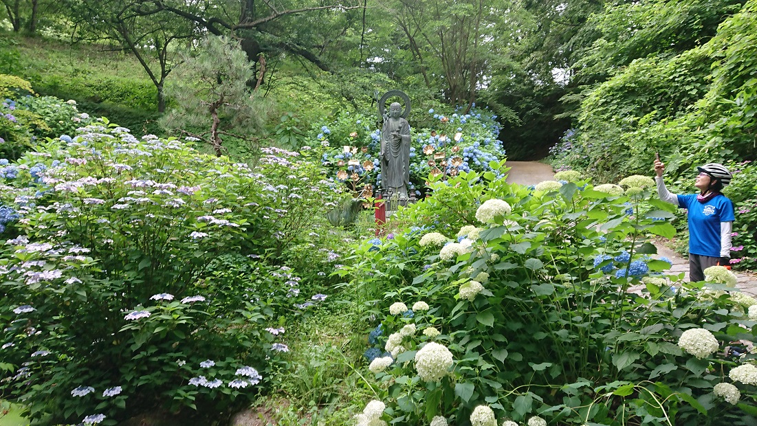 谷厳寺あじさい