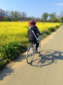 小布施千曲川堤防サイクリングロード小布施橋付近菜の花