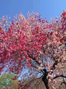 小布施千曲川堤防サイクリングロード小布施橋付近