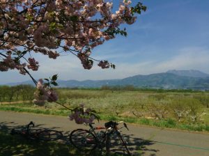 桜の季節小布施千曲川堤防サイクリングロード