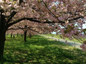 桜の季節小布施千曲川堤防サイクリングロード