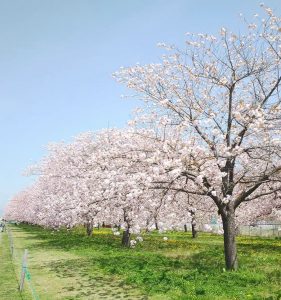 千曲川サイクリングロード小布施桜づつみ