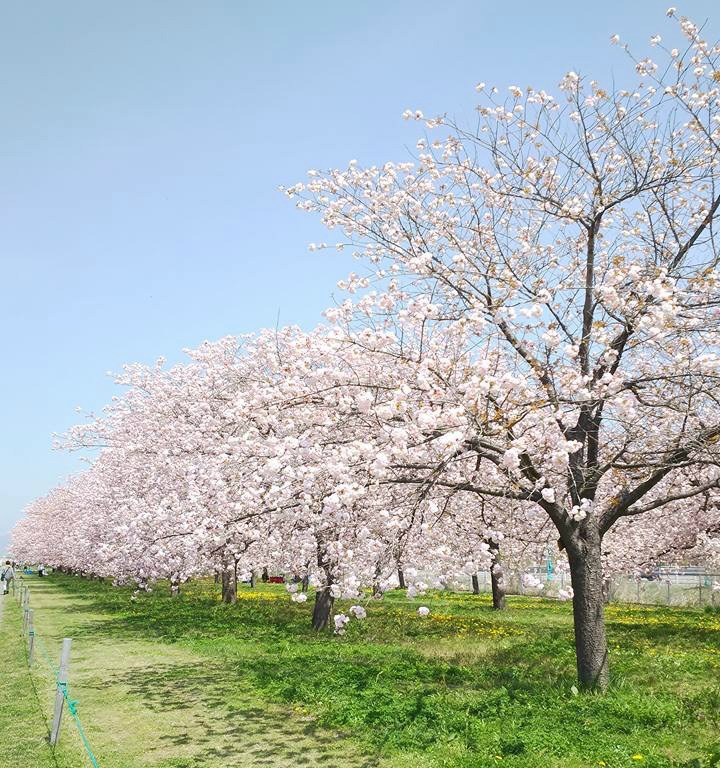 桜がお見事 小布施千曲川沿いのサイクリングロード Maaru 長野小布施スポーツ自転車レンタル カフェ