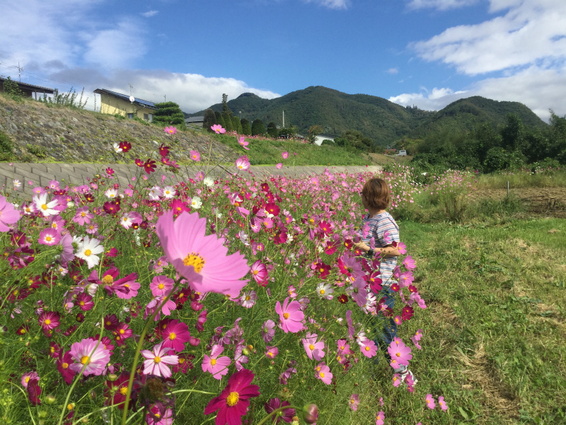 小布施松川のコスモス