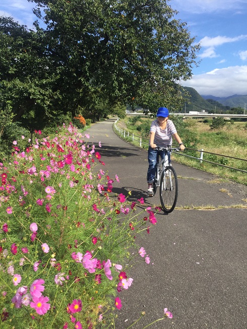 栗が丘堤防のコスモスサイクリング