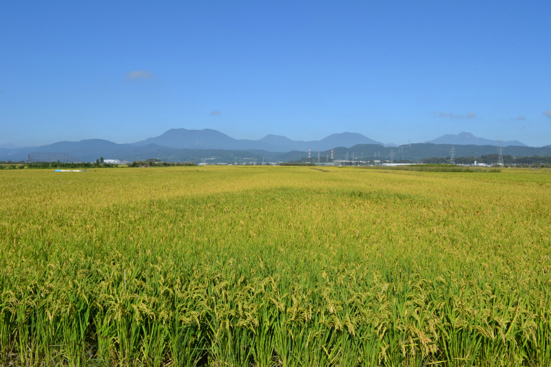 延徳田んぼ9月