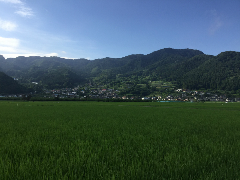 延徳田んぼサイクリング