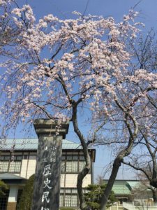 小布施岩松院せせらぎ緑道サイクリング　資料館桜