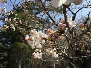 岩松院　桜