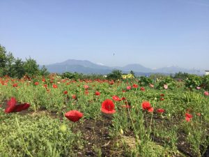 須坂へサイクリング　日滝の農道お花畑