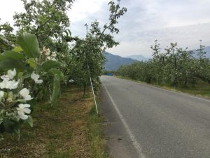 須坂へサイクリング　日滝の農道りんごの花