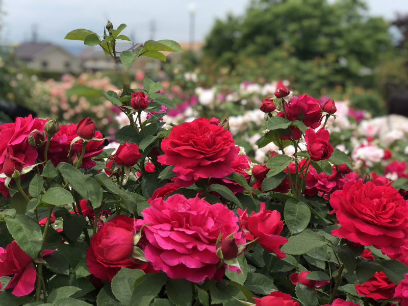 一本木公園バラ