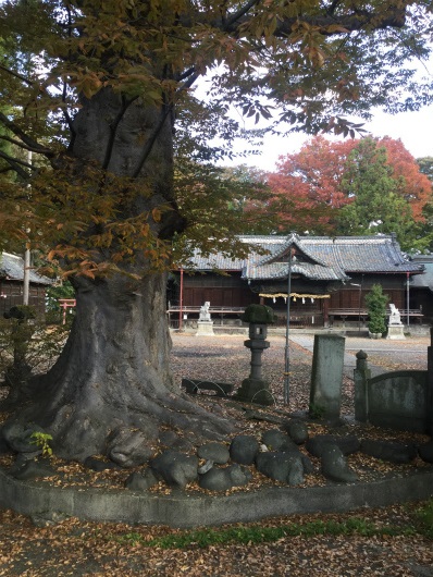 墨坂神社の巨木