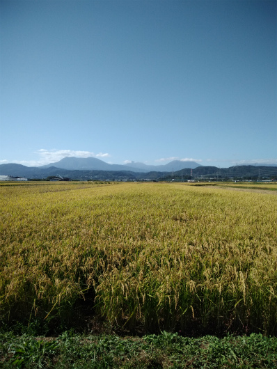 田んぼと飯綱山